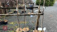 4 APPLE TREES - 3