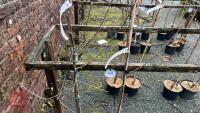 2 APPLE TREES - 3