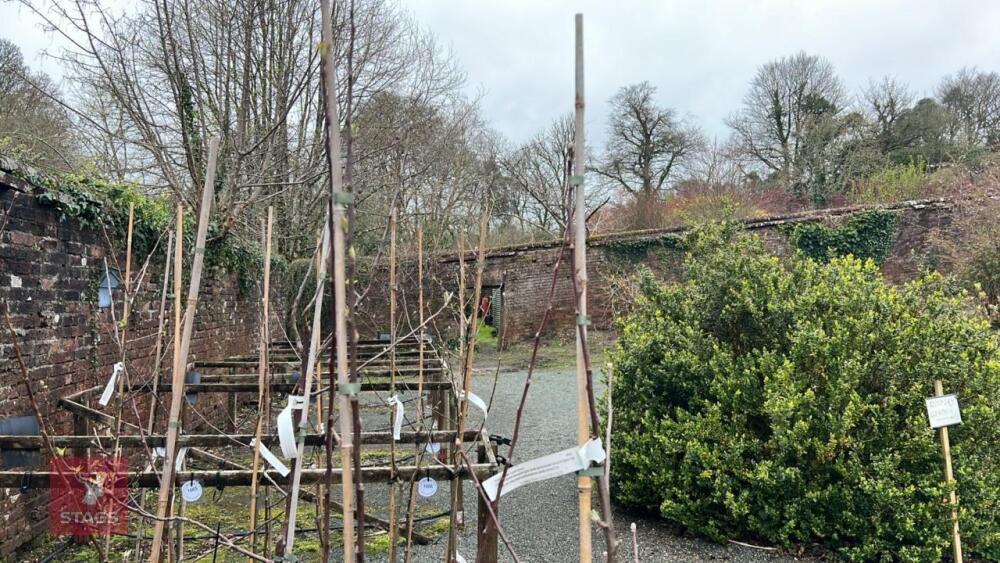 2 APPLE TREES