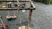 2 APPLE TREES - 4