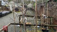 2 APPLE TREES - 2