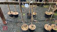 2 APPLE TREES - 4