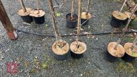 2 APPLE TREES - 5