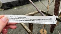 2 APPLE TREES - 6
