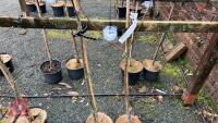 2 APPLE TREES - 5