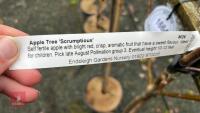 2 APPLE TREES - 8