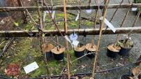 3 APPLE TREES - 4