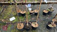 3 APPLE TREES - 5
