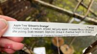 3 APPLE TREES - 6