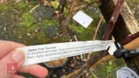 3 APPLE TREES - 7