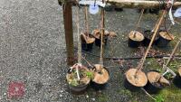 1 APPLE & 1 PEAR TREE - 5