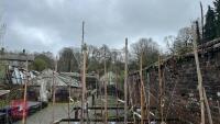 2 KIDDS ORANGE RED APPLE TREES
