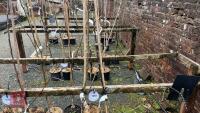 2 PRINCESSE APPLE TREES - 3