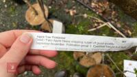 2 PRINCESSE APPLE TREES - 7