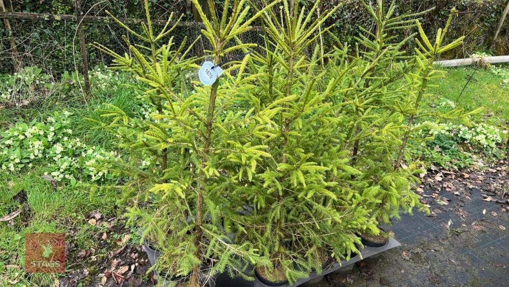 11 PICEA ABIES-NORWAY SPRUCE