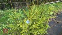 11 PICEA ABIES-NORWAY SPRUCE - 2