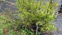 11 PICEA ABIES-NORWAY SPRUCE - 4
