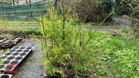 11 PICEA ABIES-NORWAY SPRUCE - 5