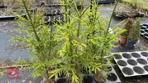 9 PICEA ABIES-NORWAY SPRUCE