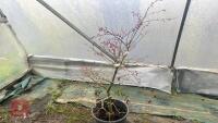ACER PALMATUM 'SHIRAZ' - 3