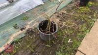 ACER PALMATUM 'SHIRAZ' - 6