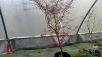 ACER PALMATUM 'KOTO-ITO KOMACHI' - 2