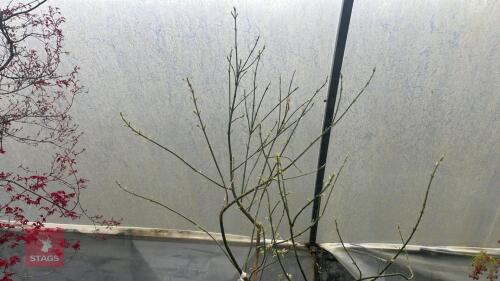 ACER NEGUNDO 'ELEGANS'