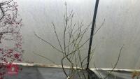 ACER NEGUNDO 'ELEGANS'