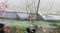 ACER NEGUNDO 'ELEGANS' - 4