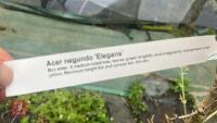 ACER NEGUNDO 'ELEGANS' - 7
