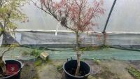 ACER PALMATUM 'RED PYGMY' - 2