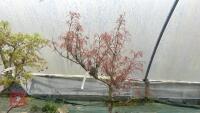 ACER PALMATUM 'RED PYGMY' - 4