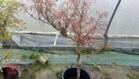 ACER PALMATUM 'RED PYGMY' - 6