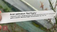 ACER PALMATUM 'RED PYGMY' - 7