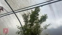 ACER PALMATUM 'BUTTERFLY' - 9