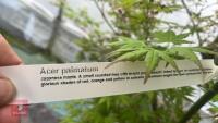 ACER PALMATUM 'BUTTERFLY' - 10