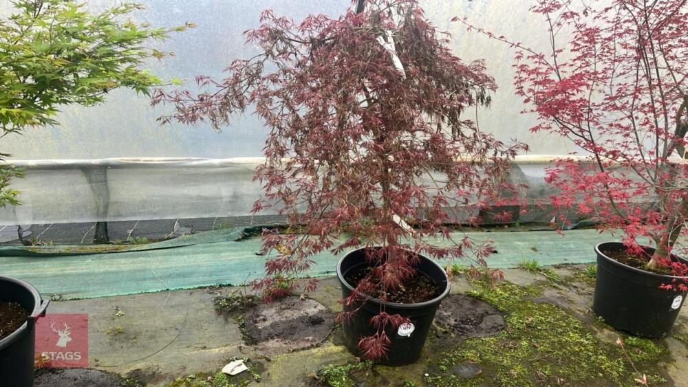 ACER PALMATUM DISSECTUM 'CRIMSON QUEEN'