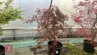 ACER PALMATUM DISSECTUM 'CRIMSON QUEEN' - 2