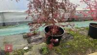 ACER PALMATUM DISSECTUM 'CRIMSON QUEEN' - 3