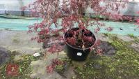 ACER PALMATUM DISSECTUM 'CRIMSON QUEEN' - 4