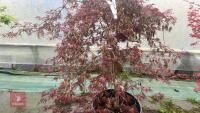 ACER PALMATUM DISSECTUM 'CRIMSON QUEEN' - 5