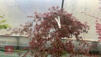 ACER PALMATUM DISSECTUM 'CRIMSON QUEEN' - 6