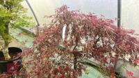 ACER PALMATUM DISSECTUM 'CRIMSON QUEEN' - 7