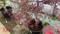 ACER PALMATUM DISSECTUM 'CRIMSON QUEEN' - 8