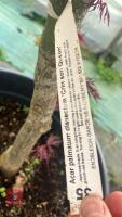 ACER PALMATUM DISSECTUM 'CRIMSON QUEEN' - 9