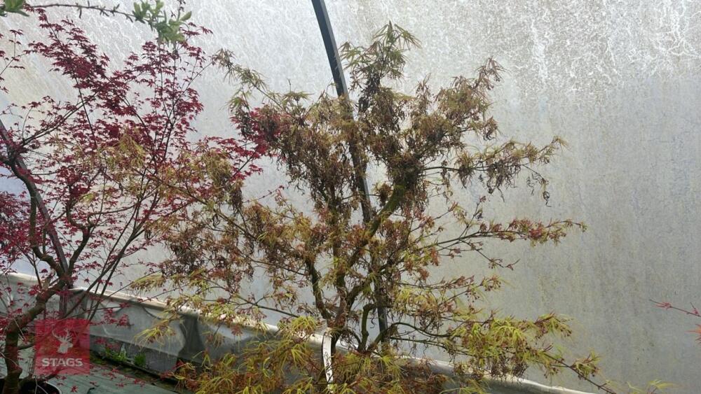 ACER PALMATUM 'VILLA TARANTO'