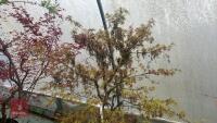 ACER PALMATUM 'VILLA TARANTO'