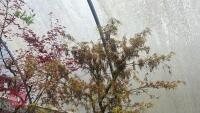 ACER PALMATUM 'VILLA TARANTO' - 6