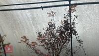 ACER PALMATUM 'BENI-TSUKASA'