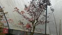 ACER PALMATUM 'BENI-TSUKASA' - 2